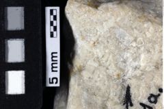 Foto (Detailansicht) von "Tithanotromota" sp. (NHMW-GEO-1990-0041-0161a)